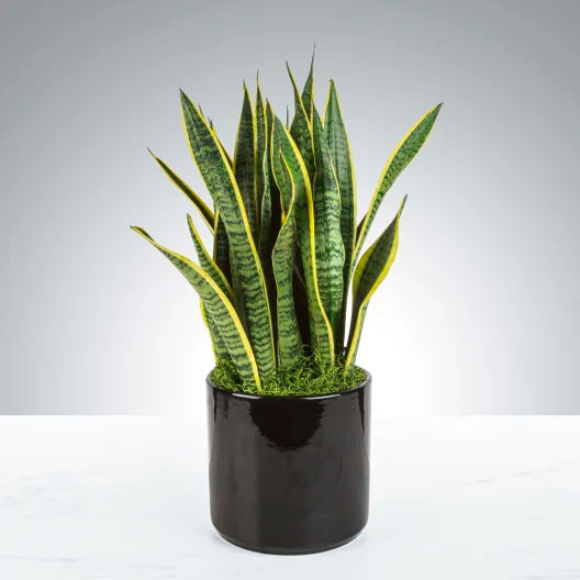 shop snake plant Zins Flower Shop