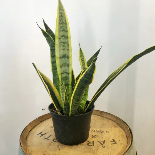 6" Sanseveria