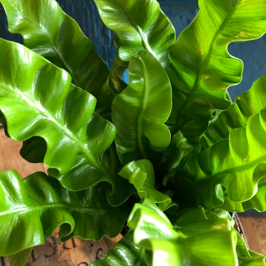 crispy wave plant air purifier Zins Flower Shop