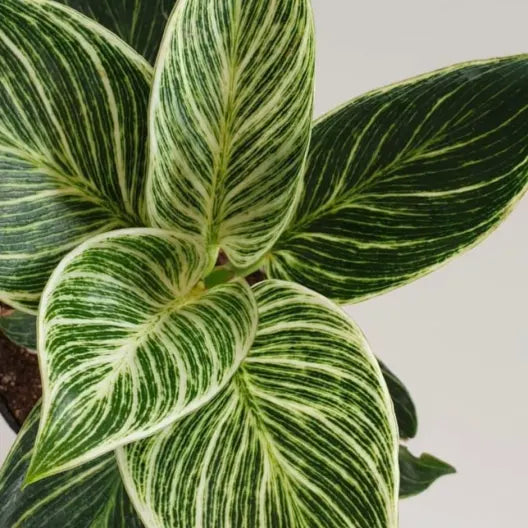 Philodendron Birkin 6"