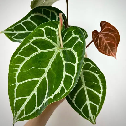 Anthurium Crystalinum