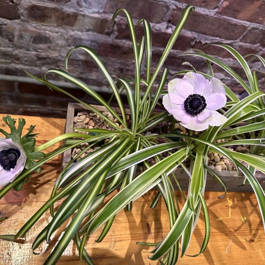 Living Easter Centerpiece