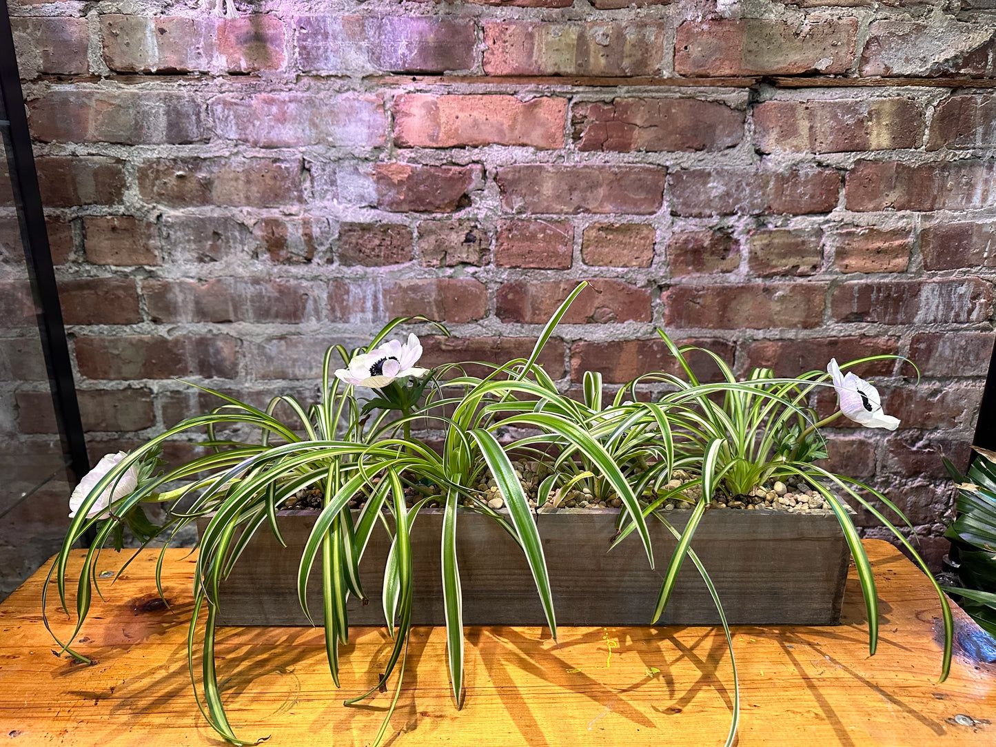 Living Easter Centerpiece