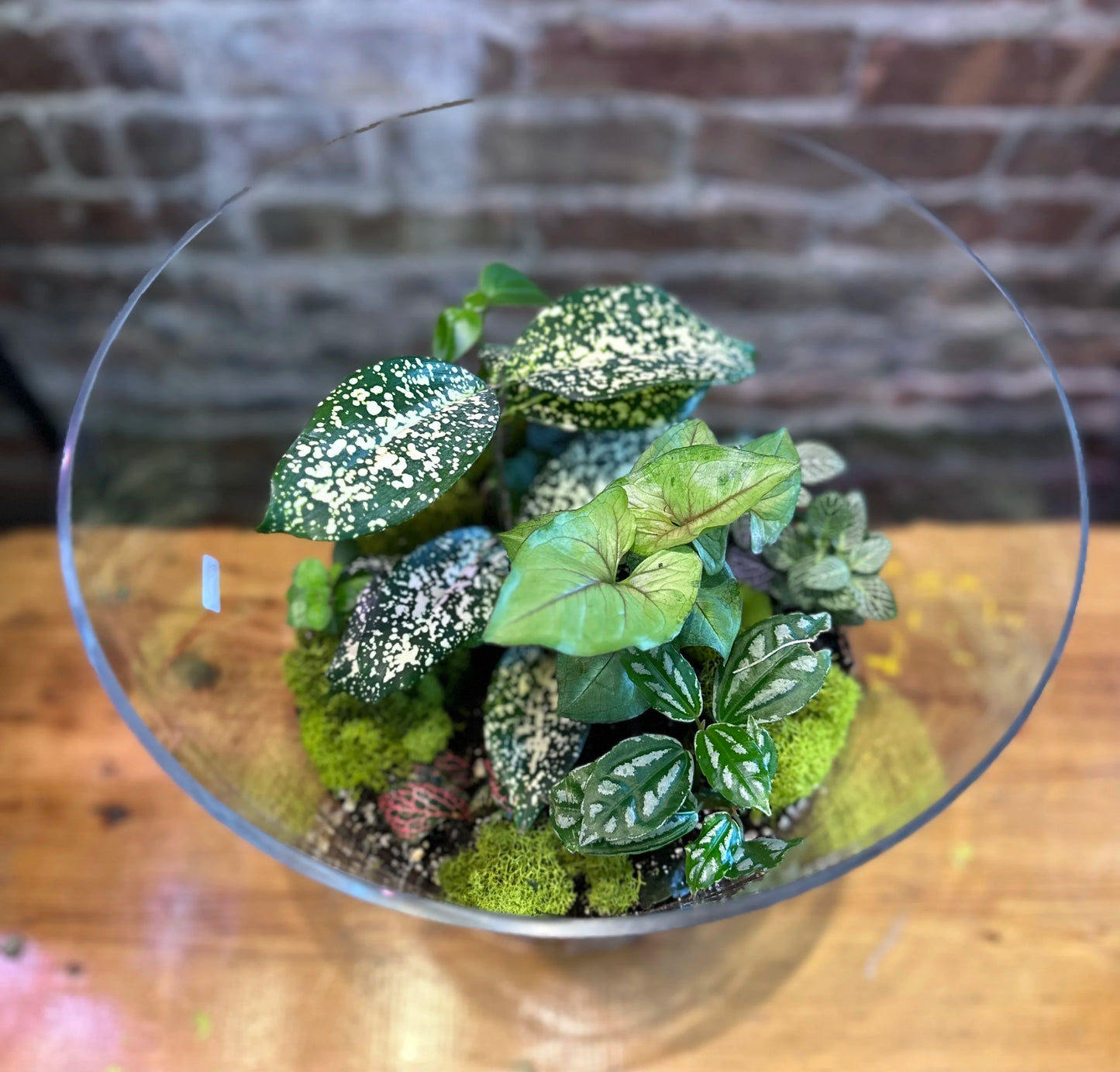 Large Glass Terrarium