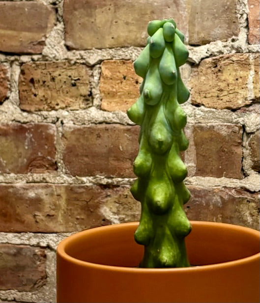 boobie succulent Zins Flower Shop