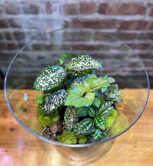 Workshop : Terrarium     January 24 6-8pm