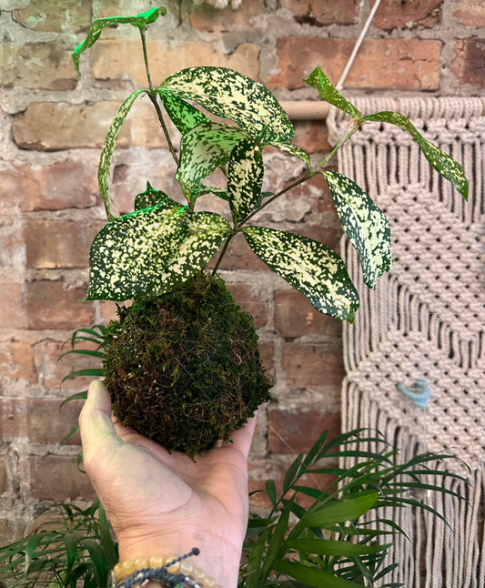 Kokedama Workshop: Feb 6th 6-7 pm
