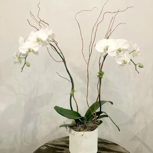 Double Phalenopsis Orchid