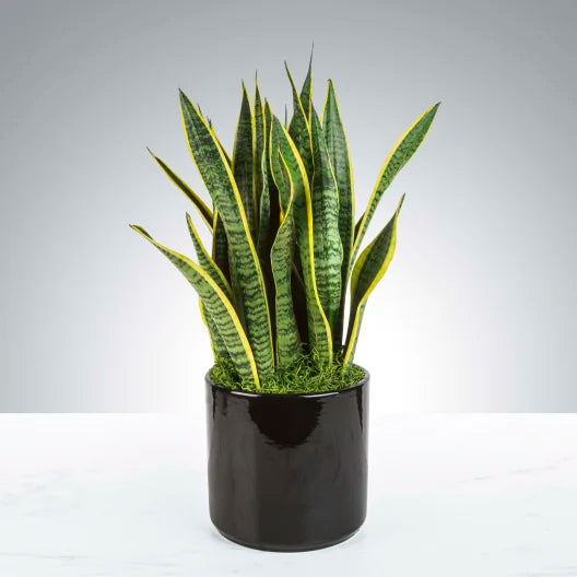 Snake Plant By BloomNation™
