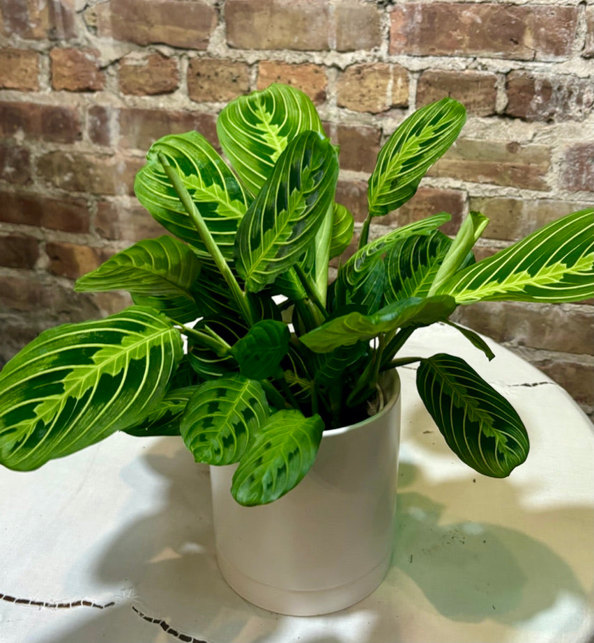 Prayer Plant