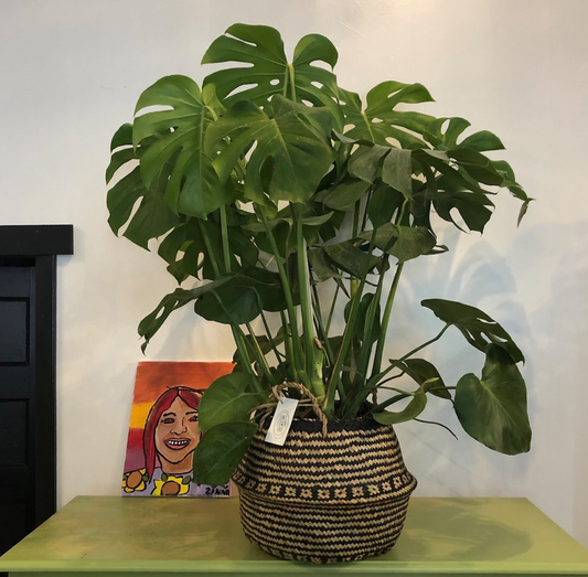 10" Monstera deliciousa