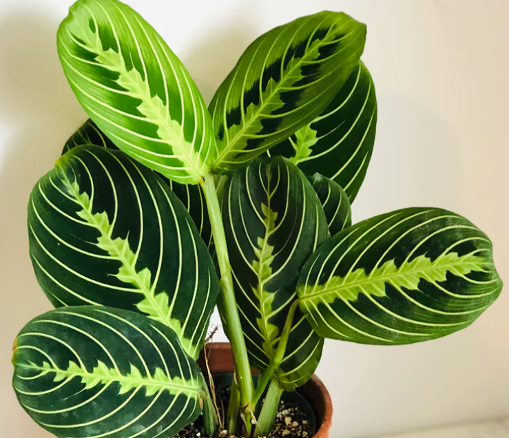 Prayer Plant